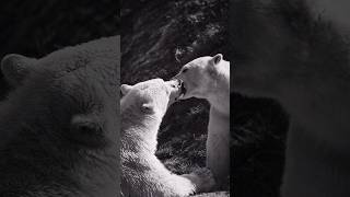 El oso polar es más PELIGROSO de lo que crees. #animales #curiosidades #fact #animalfacts #animal