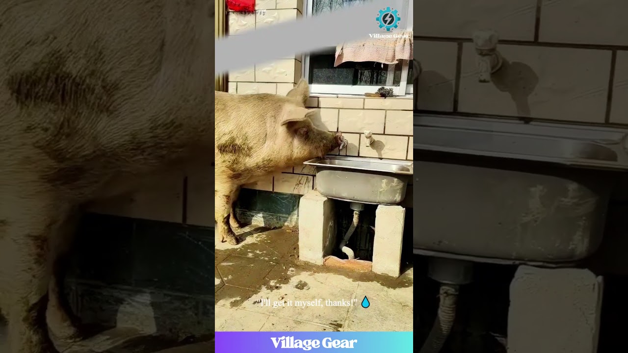 Piggy Brain Power GOALS! 🐷🧠 They're Hacking the System! 