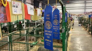 4H kids working hard to show their animals at Northwest Montana Fair
