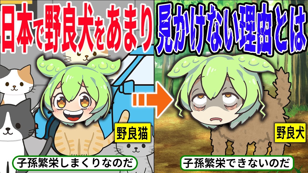 日本で野良犬を見かけない？野良猫より野良犬のほうが少ない衝撃な理由とは！？【ずんだもん＆ゆっくり解説】