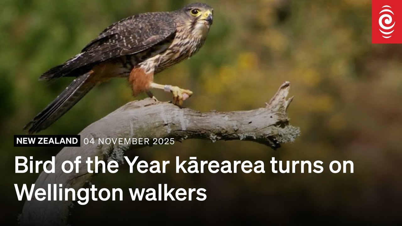 Bird of the Year kārearea turns on Wellington walkers | RNZ