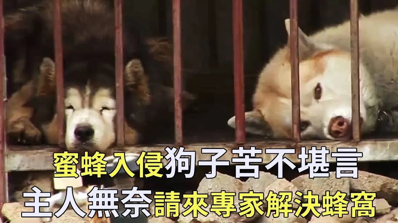 大群蜜蜂来到小院筑巢，家里的狗子在窝里瑟瑟发抖，主人无奈只能请来专家【小奶狗观影】