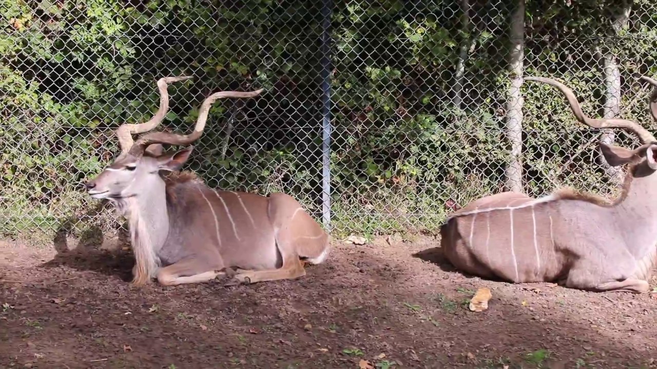 The Safari Zoo of Thoiry, France. Watch the Animals While Staying in Your Car
