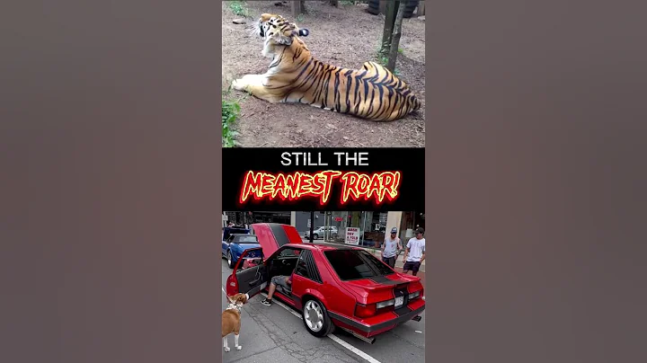 Watch the video about Comparing a Ford Mustang to a Bengal Tiger!😲#shorts #tiger
