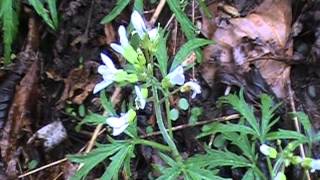 Cutleaf toothwort(Cardamine concatenata