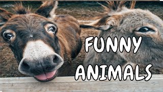 FUNNY ANIMALS VIDEO COMPILATION 2024