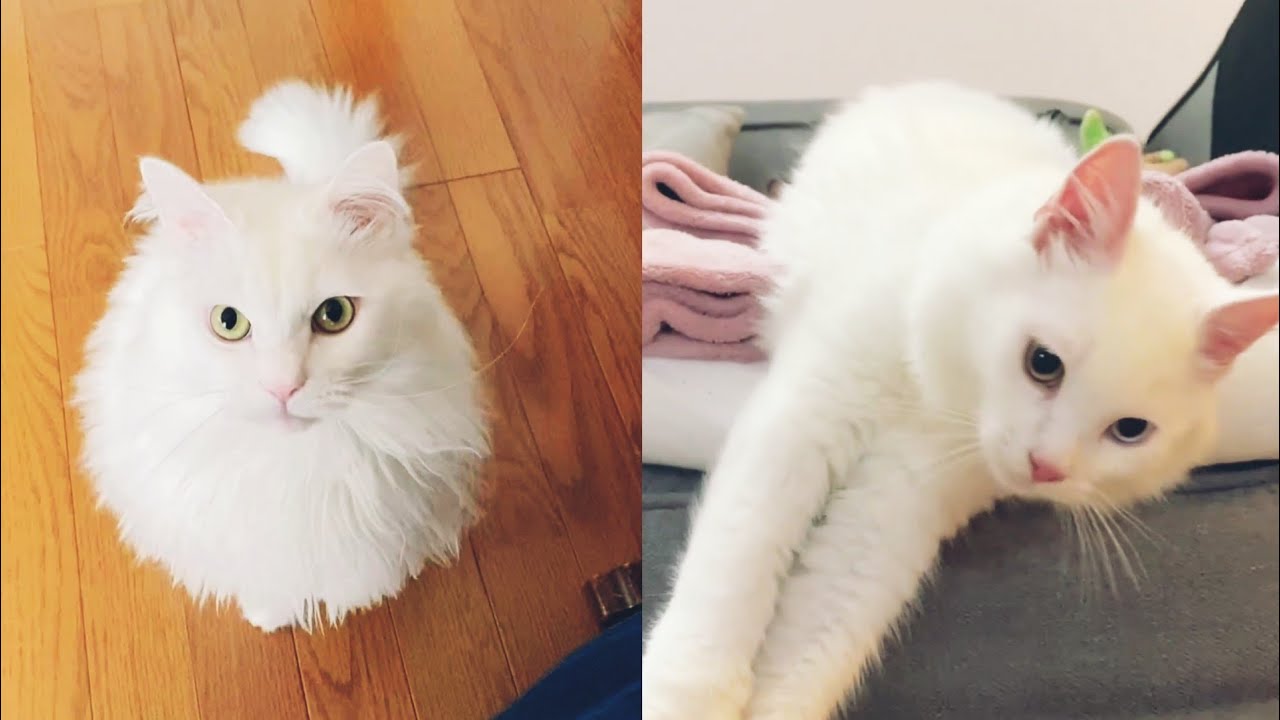 Snowballs that melt your ️ YouTube