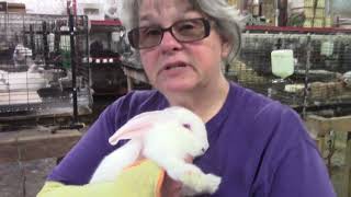 Do TAMUK rabbits actually grow faster than New Zealands #tamuk #tamukrabbit #tamukrabbits