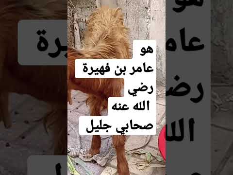 هل تعرف من الصحابي الذي كان يرعى الغنم عند غار ثور اثناء الهجرة آية صحابة النبي 