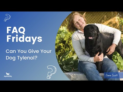 Can you give your dog Tylenol?