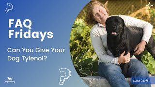 Can you give your dog Tylenol?