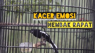 KACER ROLL SPEED || PANCINGAN KACER AGAR CEPAT NAIK EMOSI
