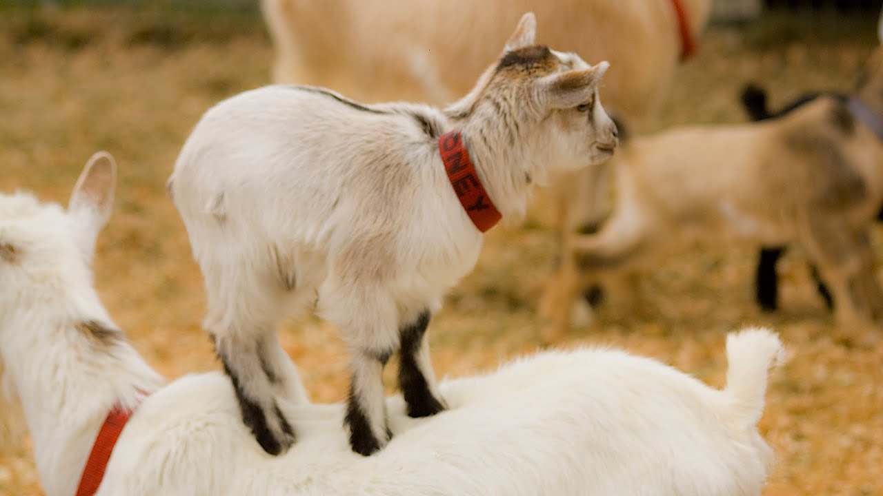 Aries in the Zodiac ≈ Alan Leo