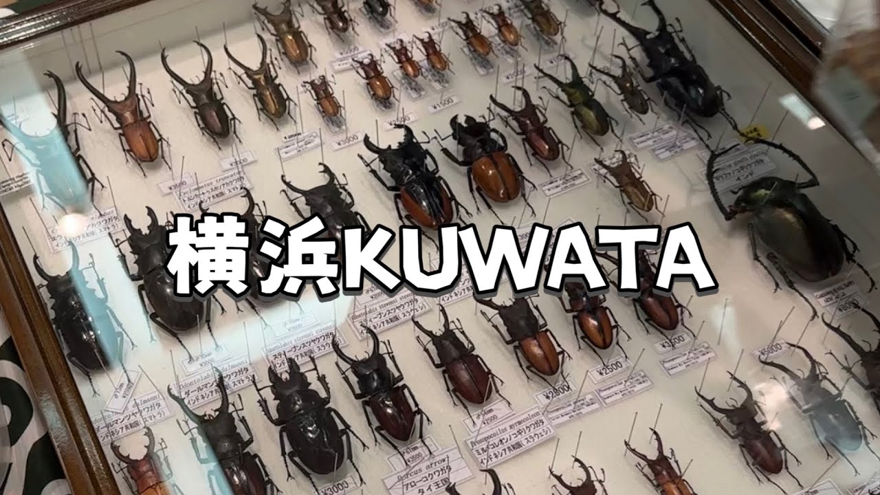 【昆虫イベント】横浜KUWATAに参戦したら楽しすぎた！！