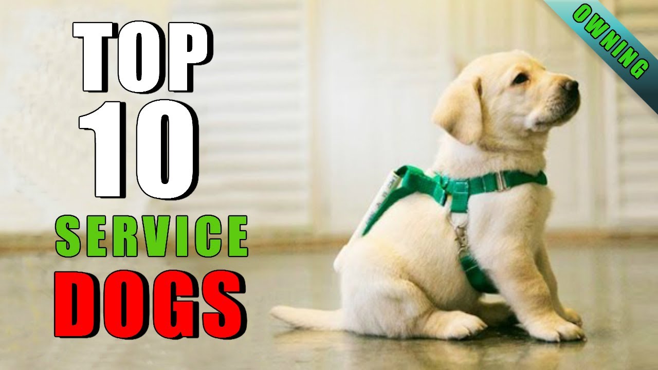 TOP 10 SERVICE DOG BREEDS OWNING A DOG YouTube