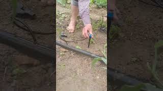 💦🌱 Smart Irrigation Hack: DIY Micro Sprinkler Spray System!#shorts