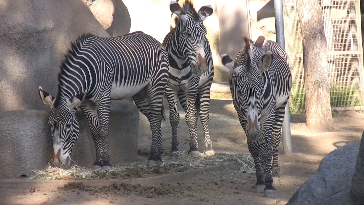Zebra Harem & Reproduction Highly Social Bachelor Males Huddle Together