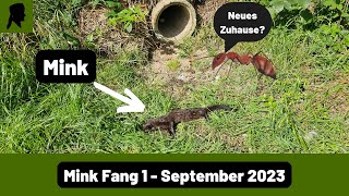 Mink Fang in Betonrohrfalle//Mäuseburg-Falle wird zum Ameisenhaufen//Jagd 2023//TrapperInfo