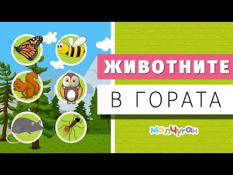 ЖИВОТНИТЕ в гората 🐝🐇🐻