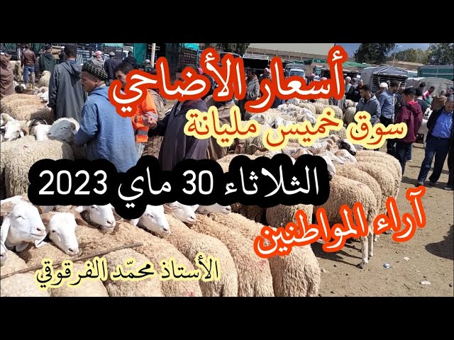 إرتفاع رهيب في أسعار الأضحية من سوق الأغنام خميس مليانة الثلاثاء 30 ماي 2023 عيد الأضحى المبارك
