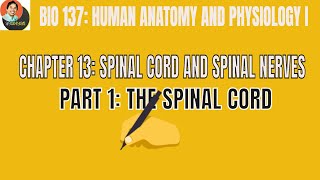 BIO 137 CLASSROOM - CHAPTER 13 (PART 1): SPINAL CORD