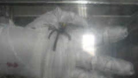 Glove testing in vacuum chamber-glove box, May 2007