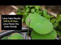Finally - Lotus / Thamara Flower Has Come | Lotus tuber palnting | lotus tuber flower