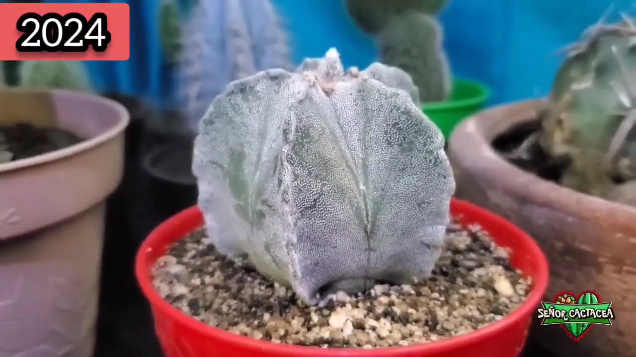 MIS CACTUS Y SUCULENTAS A LO LARGO DE 7 AÑOS 🌵 2017 - 2024 / VIDEO FINAL