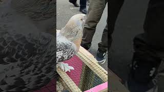 Edirnekapı Güvercin Pazarı