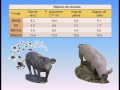 Producción Porcinos Ambientalmente Amigable - Dr. José Palma Garcia. Universidad de Colima