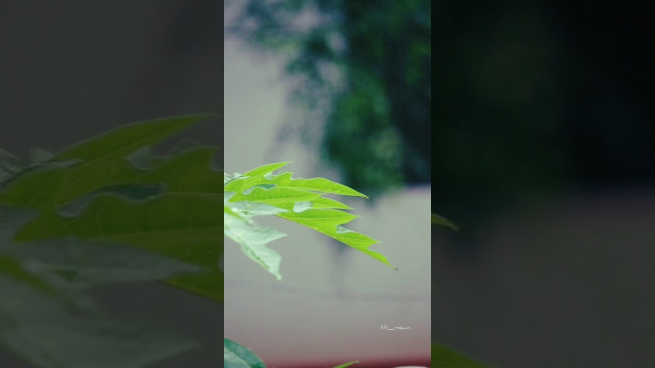 Rain Whatsapp Status | Monsoon frames | Cherathukal song