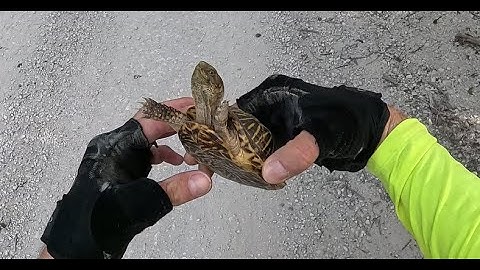 Box Turtle w/Amputee Cyclist Aaron Smith in Gainesville, TX.