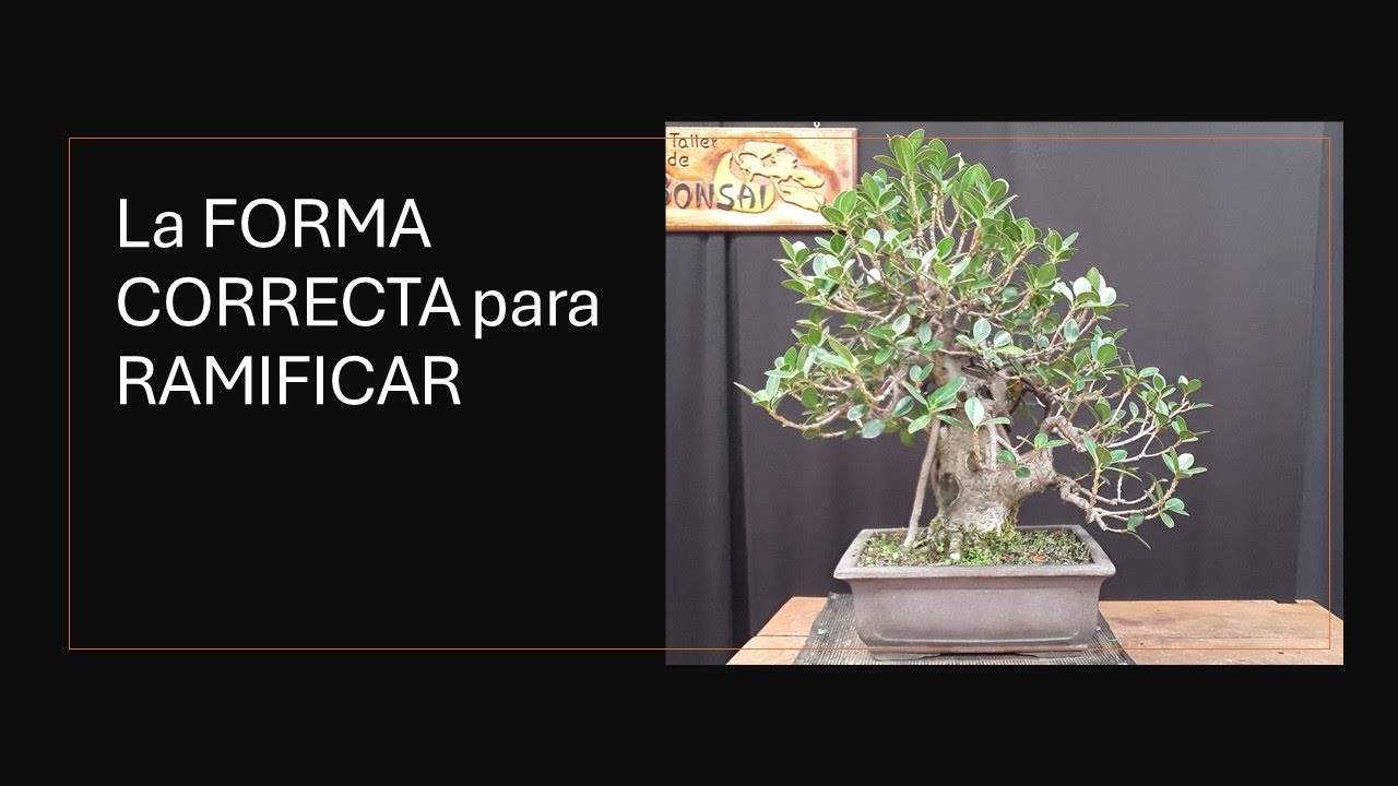 La FORMA CORRECTA para RAMIFICAR