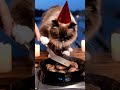 A Ragdoll Cat is Cooking Beef Wellington