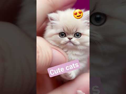 Cute Minnie Kitties #adasutv #shortvideo #cute