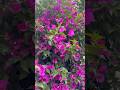 Bonitas flores Dalia #jardin #viral #flores #dalias