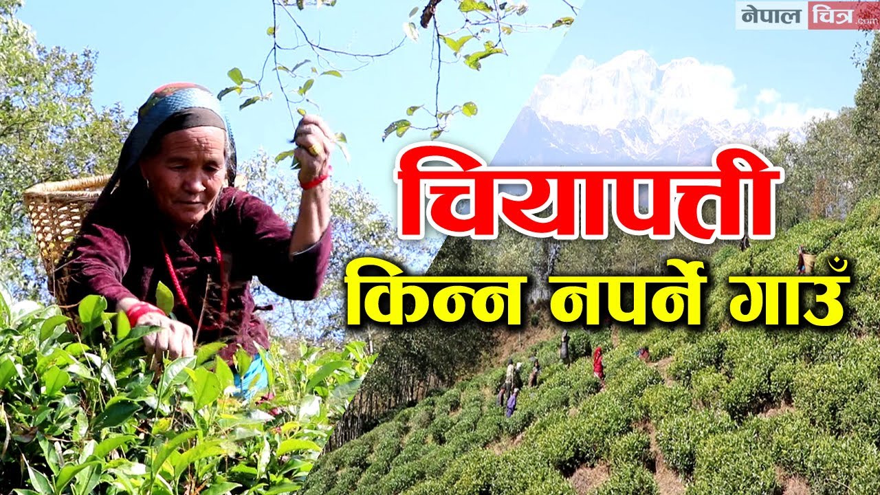 घलेगाउँको यस्तो चलनः किनेर खाँदैनन् चियापत्ती │Nepal Chitra