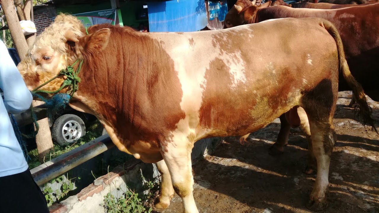 full Sapi" Qurban Harga Premium||Kembaran Si Koplo - YouTube