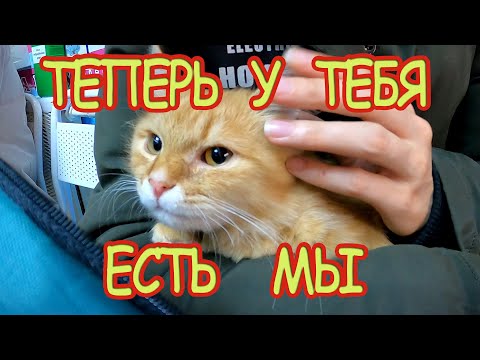 ВЗЯЛИ КОТЁНКА из ПРИЮТА приют для бездомных животных ВЕТЕРИНАРНАЯ КЛИНИКА реакция кошки на котенка