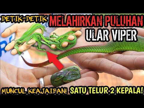 PULUHAN ULAR VIPER TELAH BERHASIL DILAHIRKAN! RILIS PULUHAN ULAR VIPER HIJAU EKOR MERAH! 