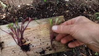 Comment éclaircir les plants de betteraves ?