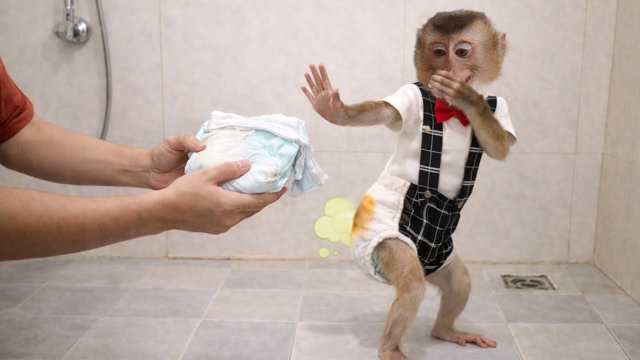 Pupu monkey pooped but wouldn't let the cameraman change its diaper.