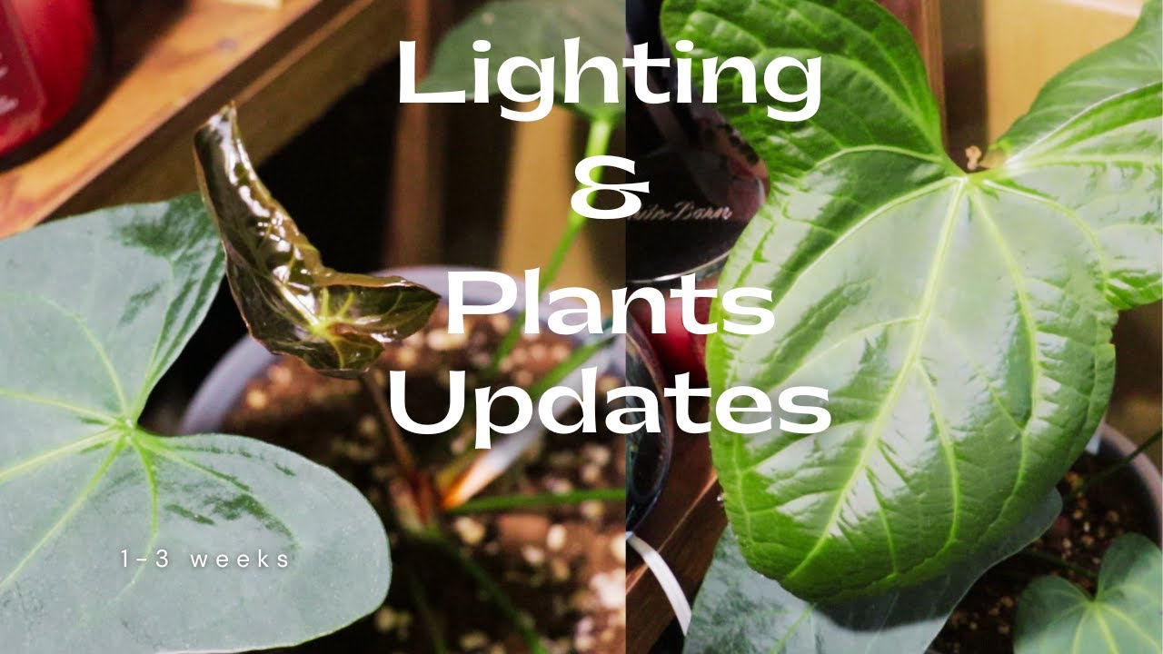 Plant and Lighting Updates - YouTube
