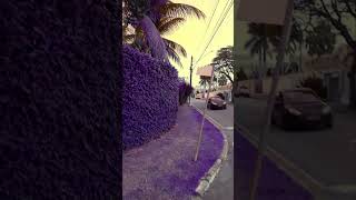 How It Feels To Live In Morioh