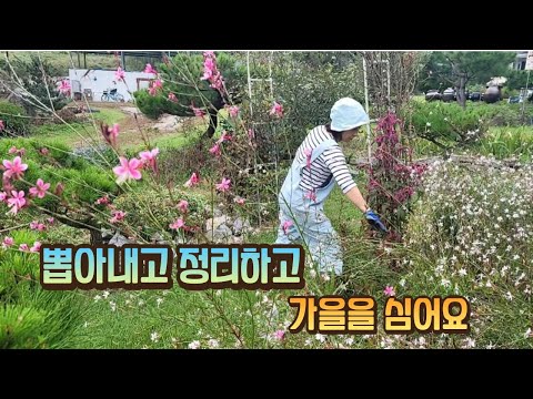 가을정원 뽑아내고 정리하고 국화 심었어요/삽목 장미도 정식했어요