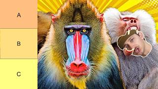 TOP 10 MONKEYS OF ALL TIME (tier list)