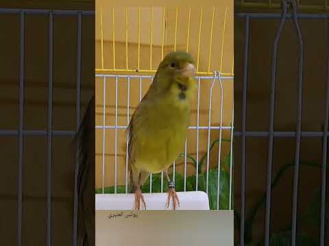 أقوى تغريد تغريد كناري 2024 هائج Birds طيور Kanary 2025 Canary اكسبلور 