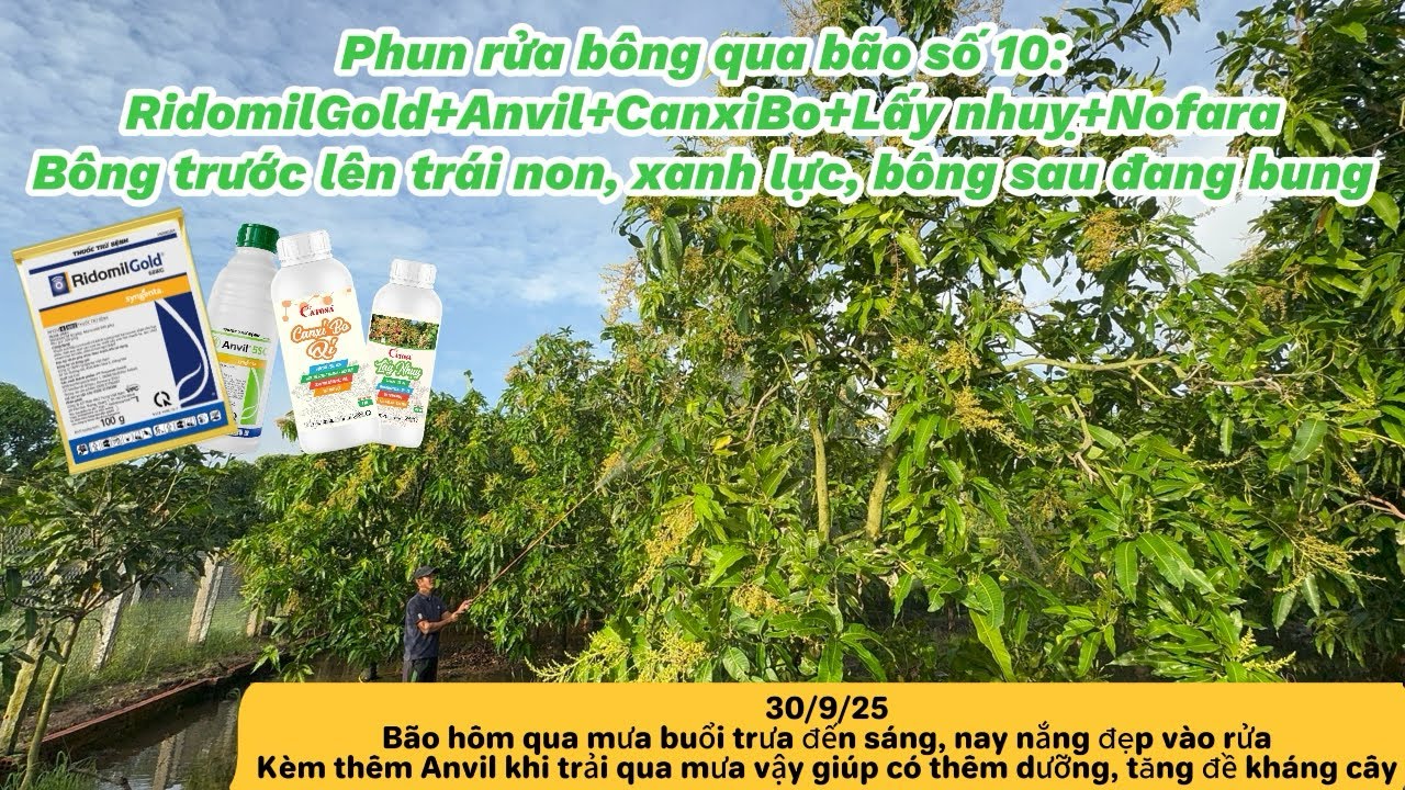 Vlog vườn xoài 15 năm: Hết bão nắng đẹp. Tấp Anvil+Ridomil vừa bệnh vừa dưỡng và kèm bọ trĩ.
