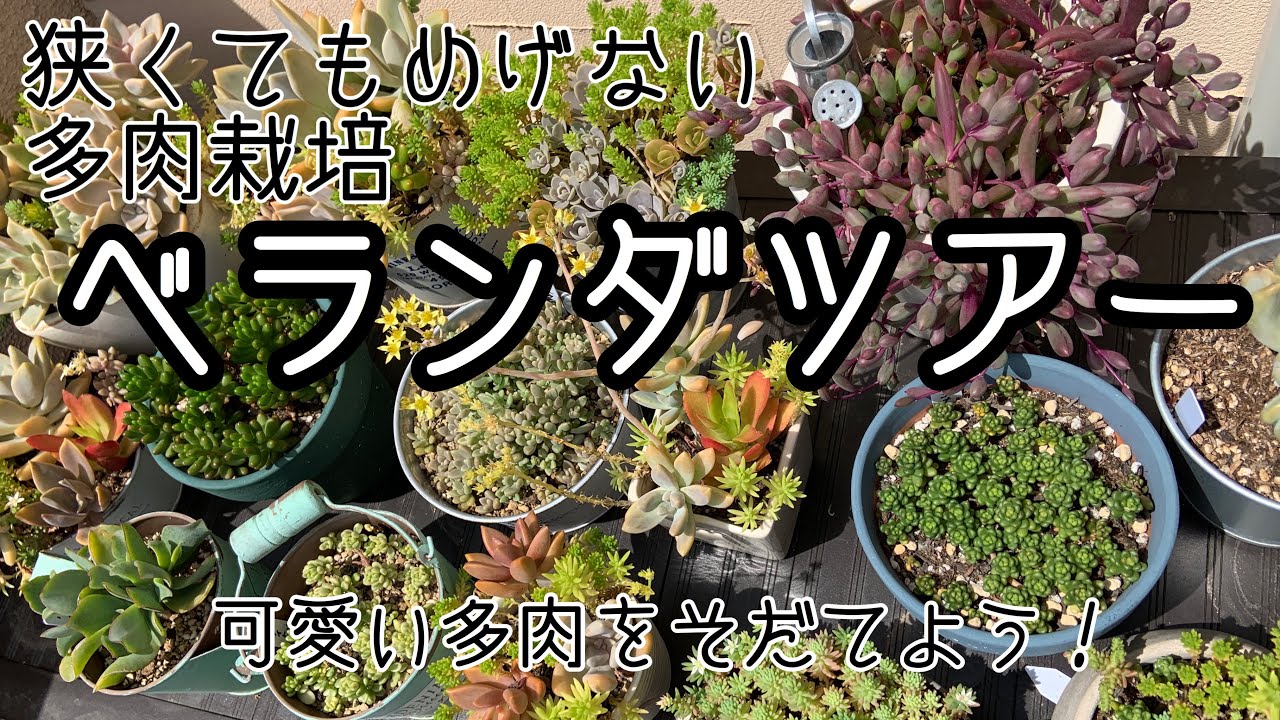 多肉棚を新設しました 狭くて不便なベランダに最適の棚 雨はどうやってしのぐ Youtube