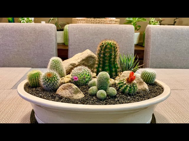 chia seeds plant pictures Desert Chia